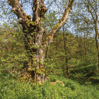 Dalby Forest