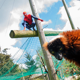 Adam & Red Ruffed Lemur as spider-man at the superhero takeover at Blair Drummond Safari