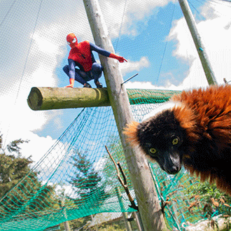 Assemble as Safari Park experiences superhero takeover Adam & Red Ruffed Lemur as spider-man at the superhero takeover at Blair Drummond Safari