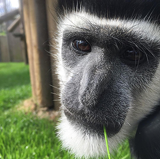 Maarten the Colobus Monkey! Maarten the Colobus Monkey!