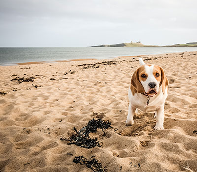 days out - a dog frolics on the beach in Northumberland days out - a dog frolics on the beach in Northumberland