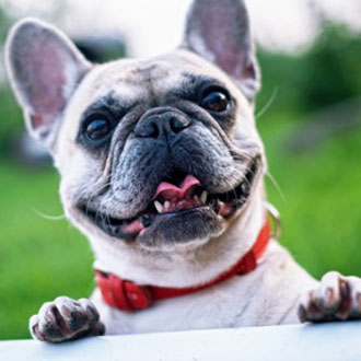 Dog happy on camping trip