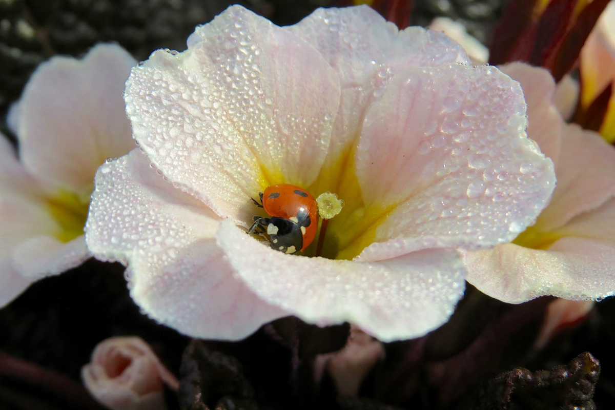 Flower Ladybird