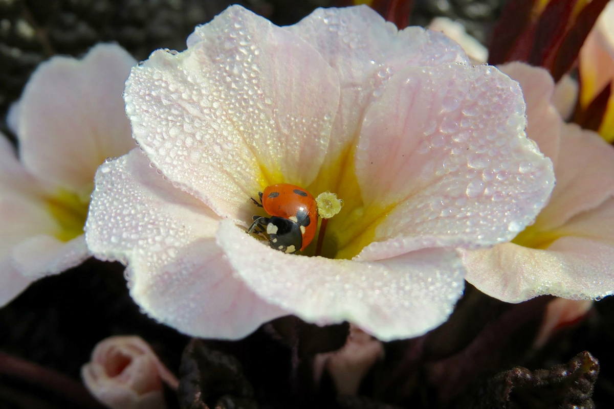Flower Ladybird Flower Ladybird