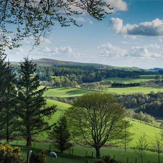 Angus field