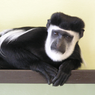 Handsome monkey with GSOH seeks a match this Valentine’s Day 