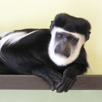Handsome monkey with GSOH seeks a match this Valentine’s Day Handsome monkey with GSOH seeks a match this Valentine’s Day