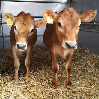 Competition Winner Names Jersey Calves - Milkshake & Mooana