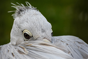 New arrivals flock to Birdland