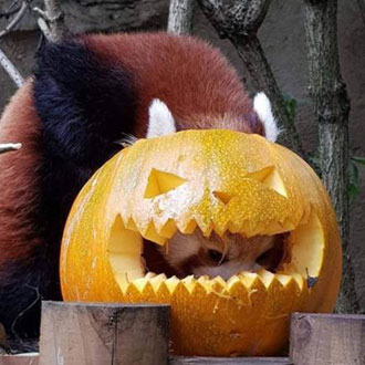 Pumpkin at Drayton Manor's Halloween Spooktacular