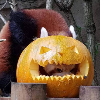 Pumpkin at Drayton Manor's Halloween Spooktacular Pumpkin at Drayton Manor's Halloween Spooktacular