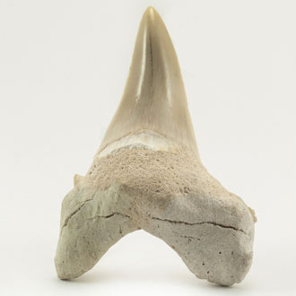 Sea Life Sharks Teeth Sea Life Sharks Teeth