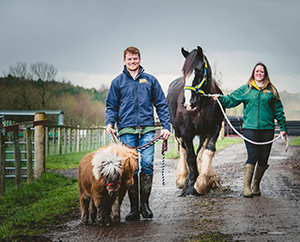 NFAF Shetland ponies and shire horse