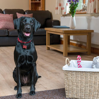 Dog in pet-friendly cottage