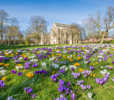 York Spring crocus by Mike Morley