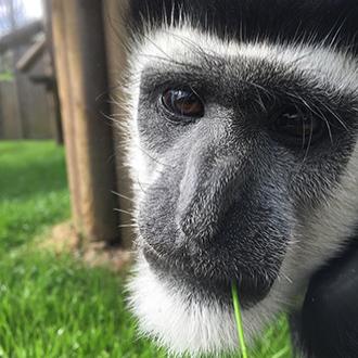 Maarten the Colobus Monkey! Maarten the Colobus Monkey!
